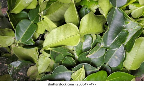 3bl80
